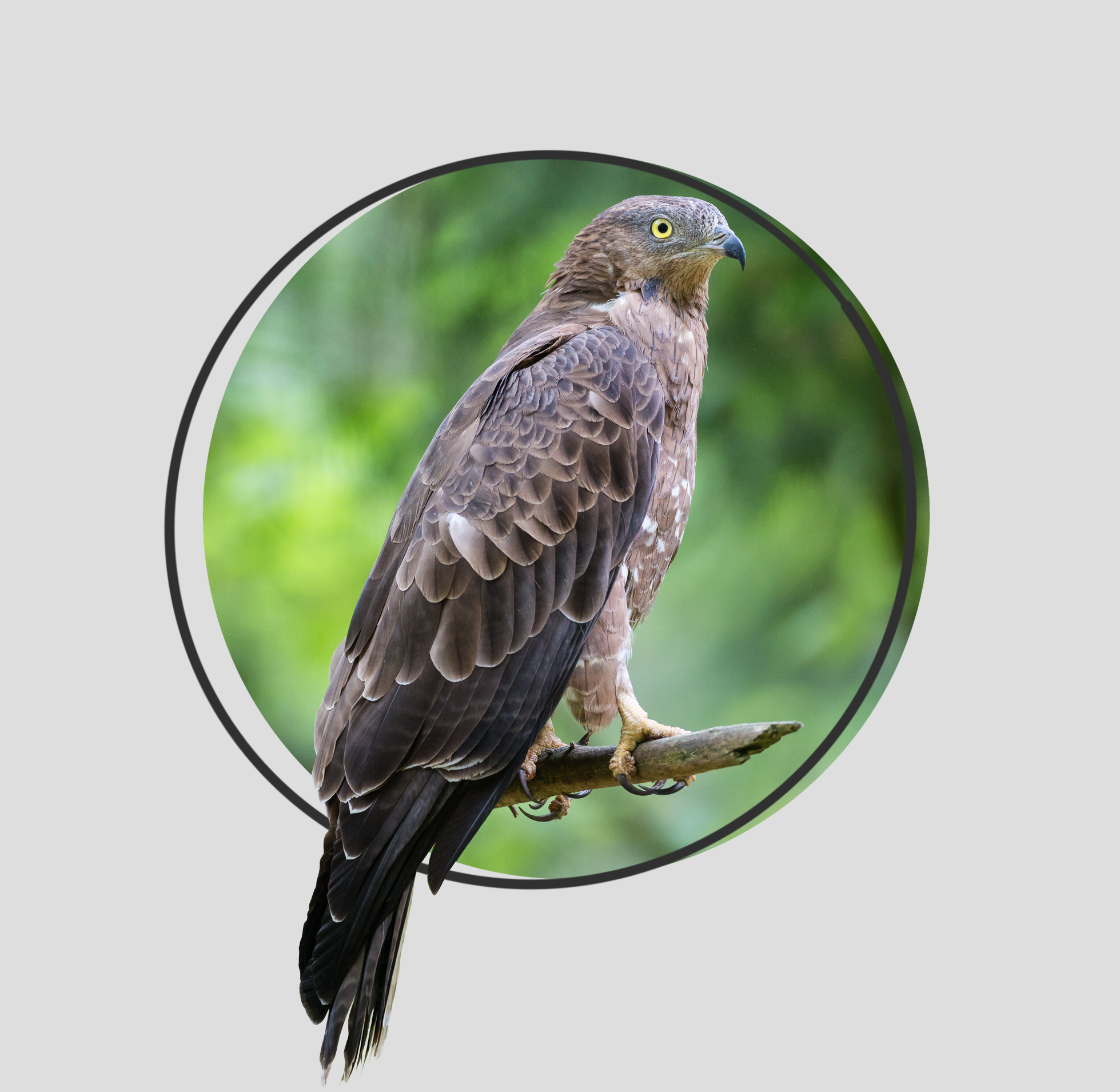 Common Buzzard Bird on Mossy Branch · Free Stock Photo, image size:1959x1910