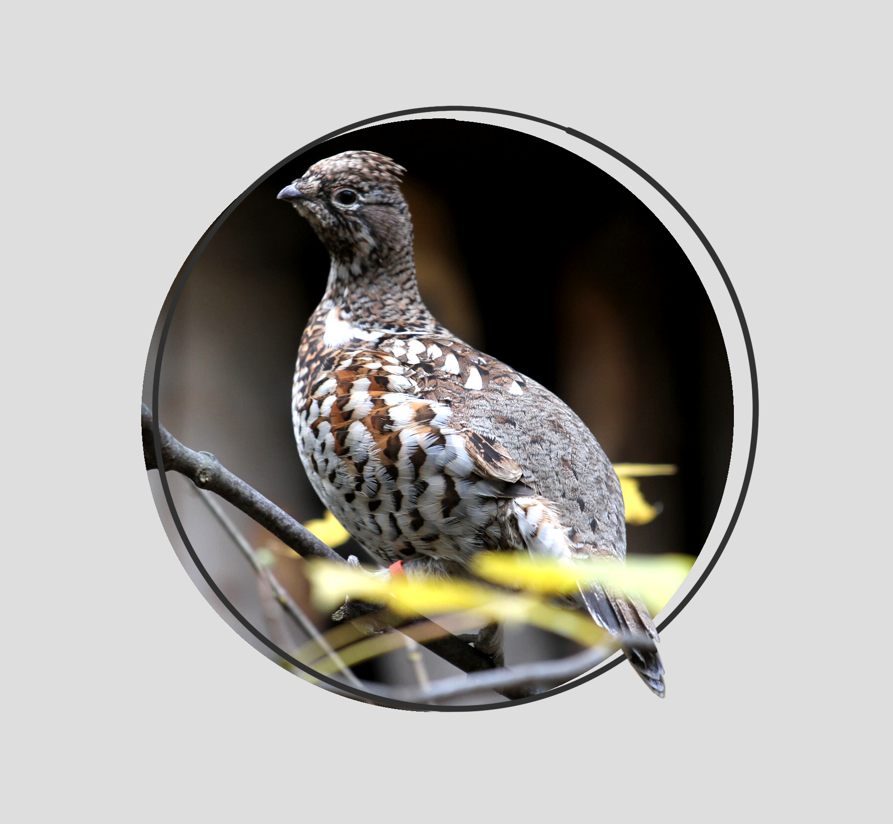 THE  GROUSE & THE BLACK GROUSE セット BLACK GROUSE (Tetrao tetrix) - Tétras lyre — wildechoes