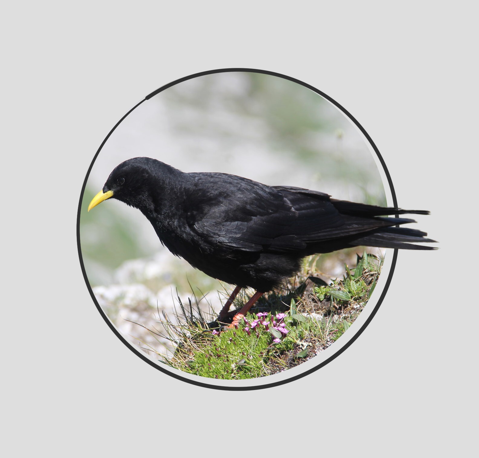 ALPINE CHOUGH (Pyrrhocorax graculus) Chocard à bec jaune