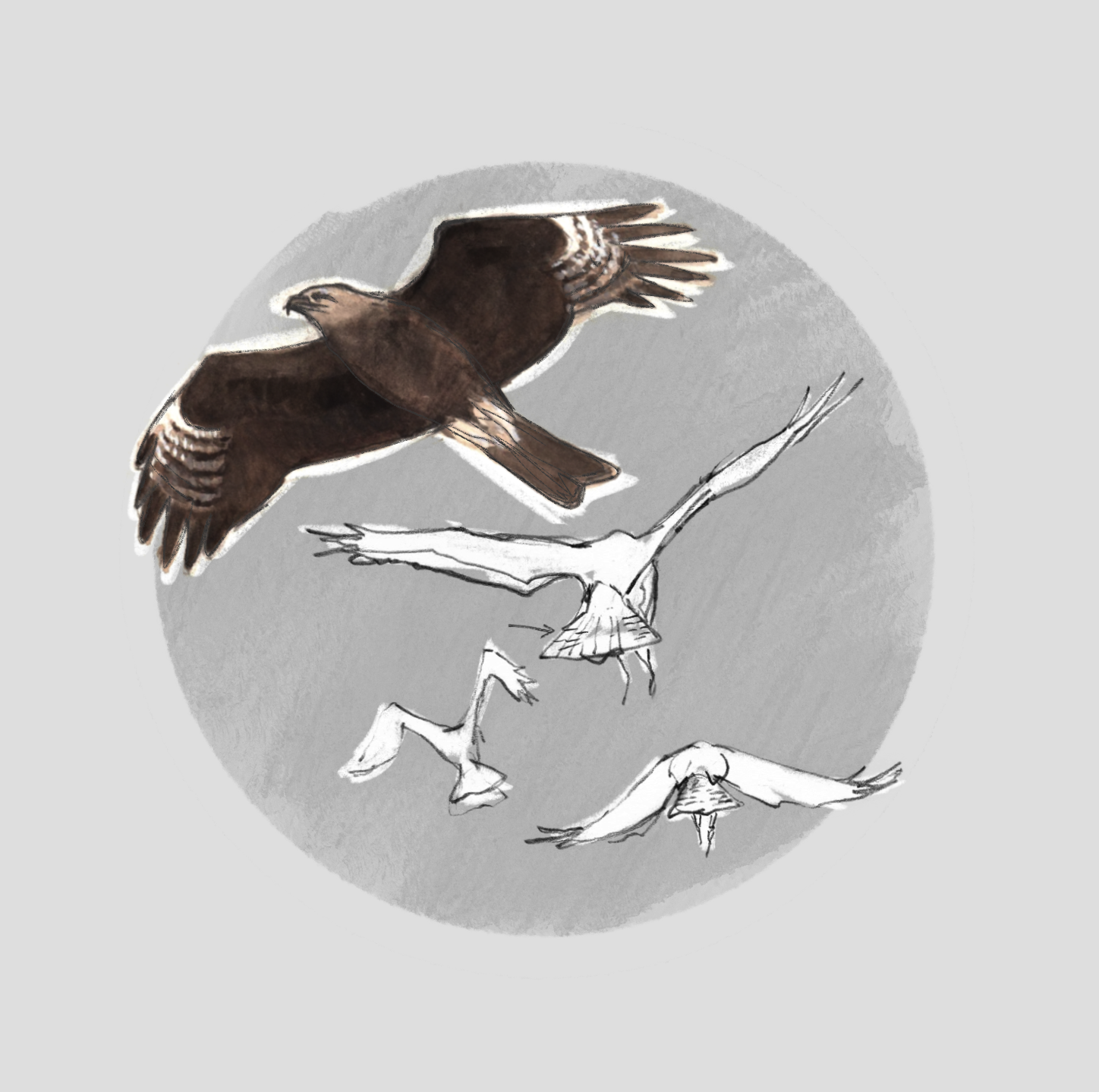 BLACK KITE (Milvus migrans) -Milan noir