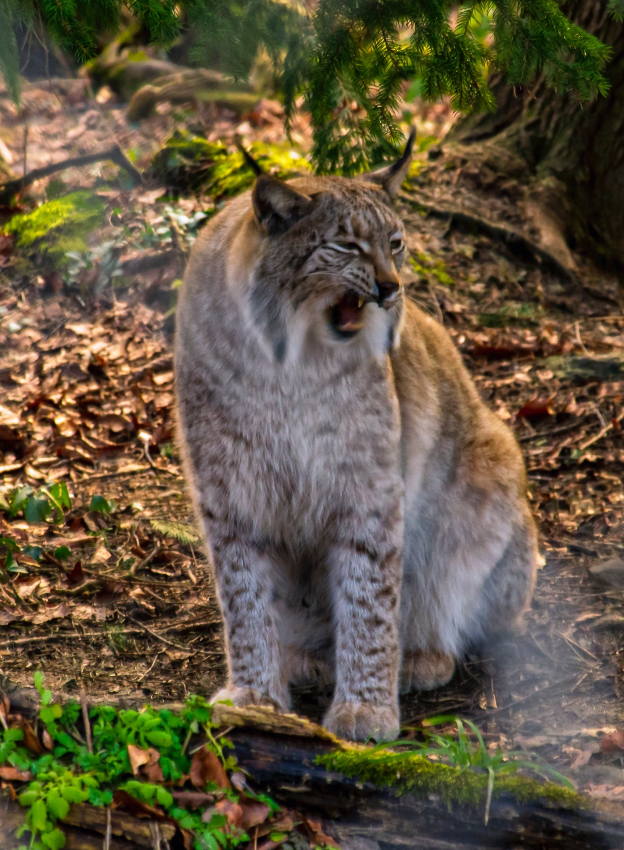 LYNX CALLS COMPARED — wildechoes