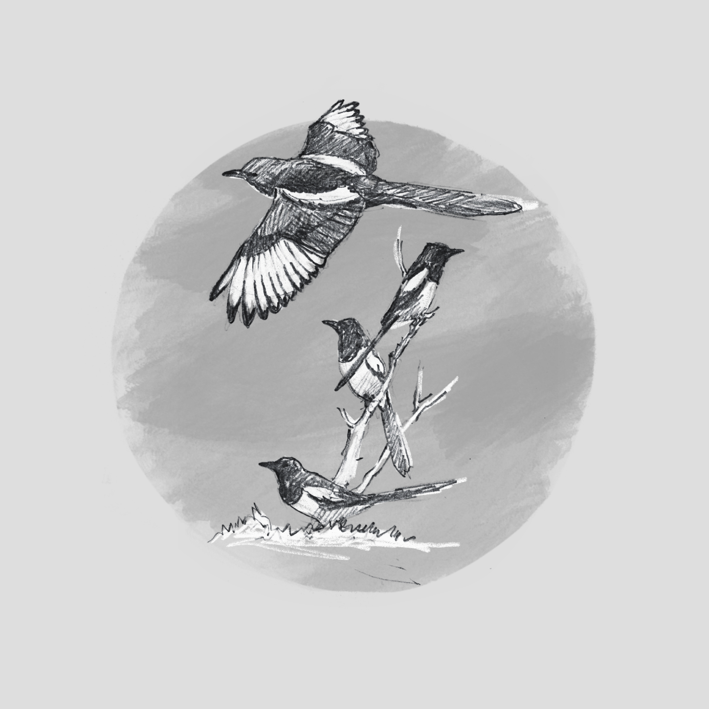 MAGPIE (Pica pica) - Pie bavarde