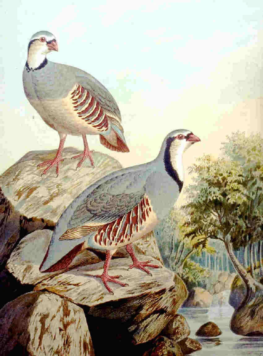 ROCK PARTRIDGE (Alectoris graeca) Perdrix bartavelle 