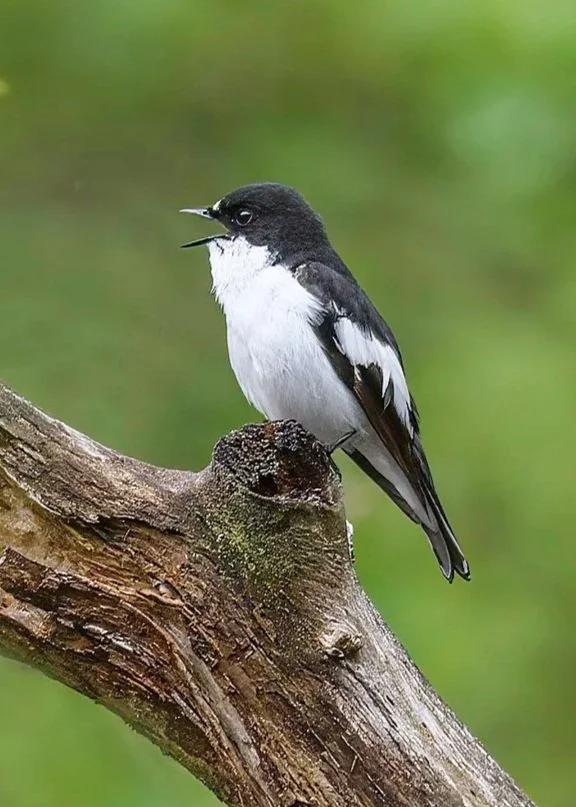 PIED FLYCATCHER (Ficedula hypoleuca) - Gobemouche noir