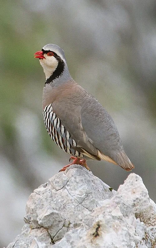 ROCK PARTRIDGE (Alectoris graeca) Perdrix bartavelle — wildechoes