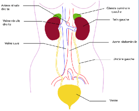 Traitement chirurgical — Urologie Grand Est Paris