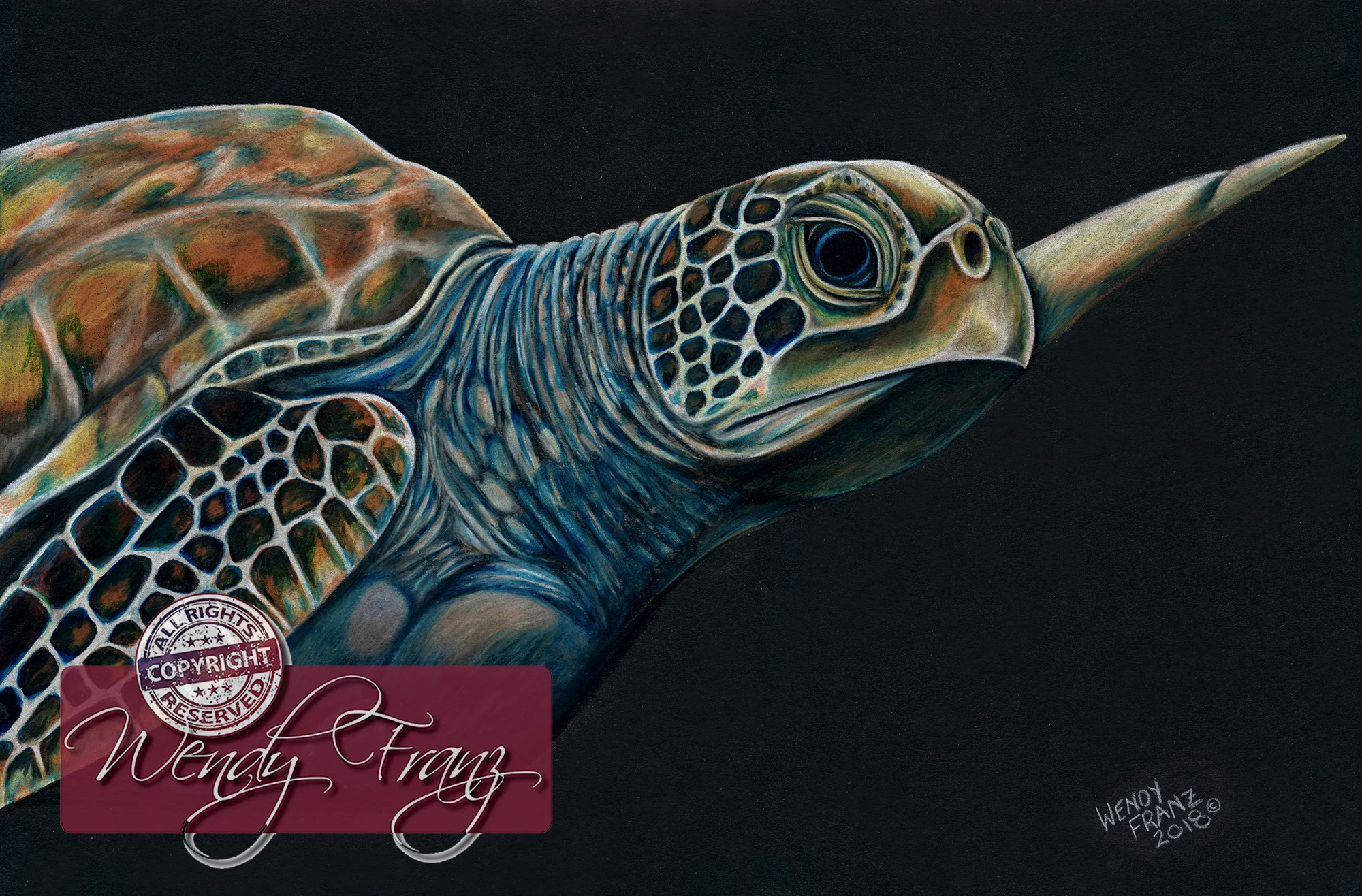 SeaTurtle_pencil_small.jpg