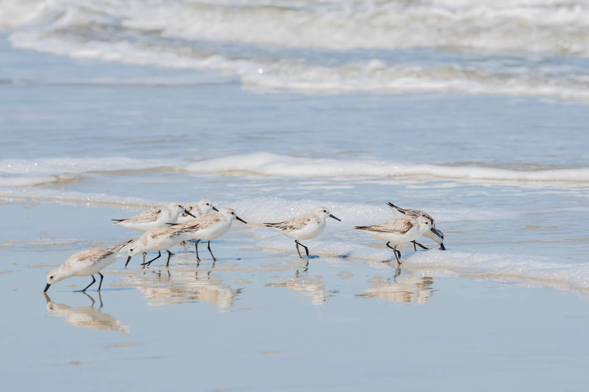 GNPA-Jekyll_Is-Sanderlings-Tarr_Cheryl-Limited_Use-5179_social.jpg