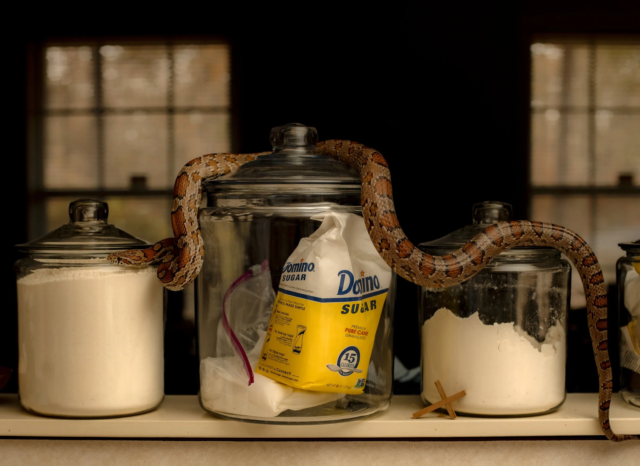 A snake named Woohoo photographed at Paul McAdoy's childhood home in Clinton, Mississippi for The New York Times Magazine's "Letter of Recommendation" section.