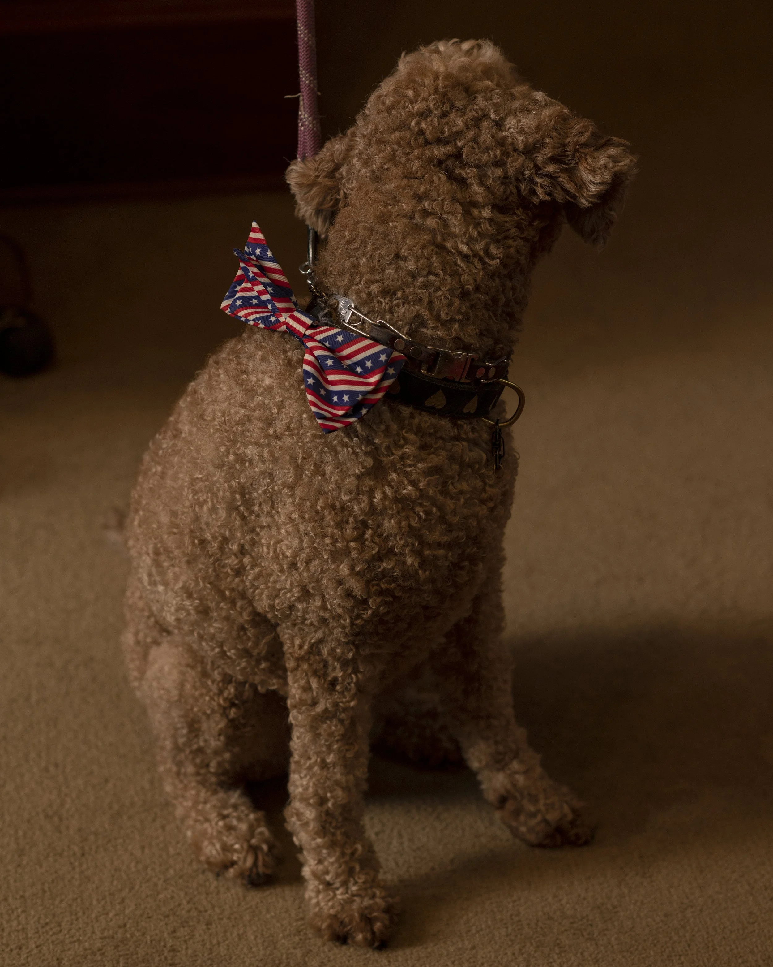 A Memphis judges' labradoodle for a story on Tennessee evictions for The Washington Post