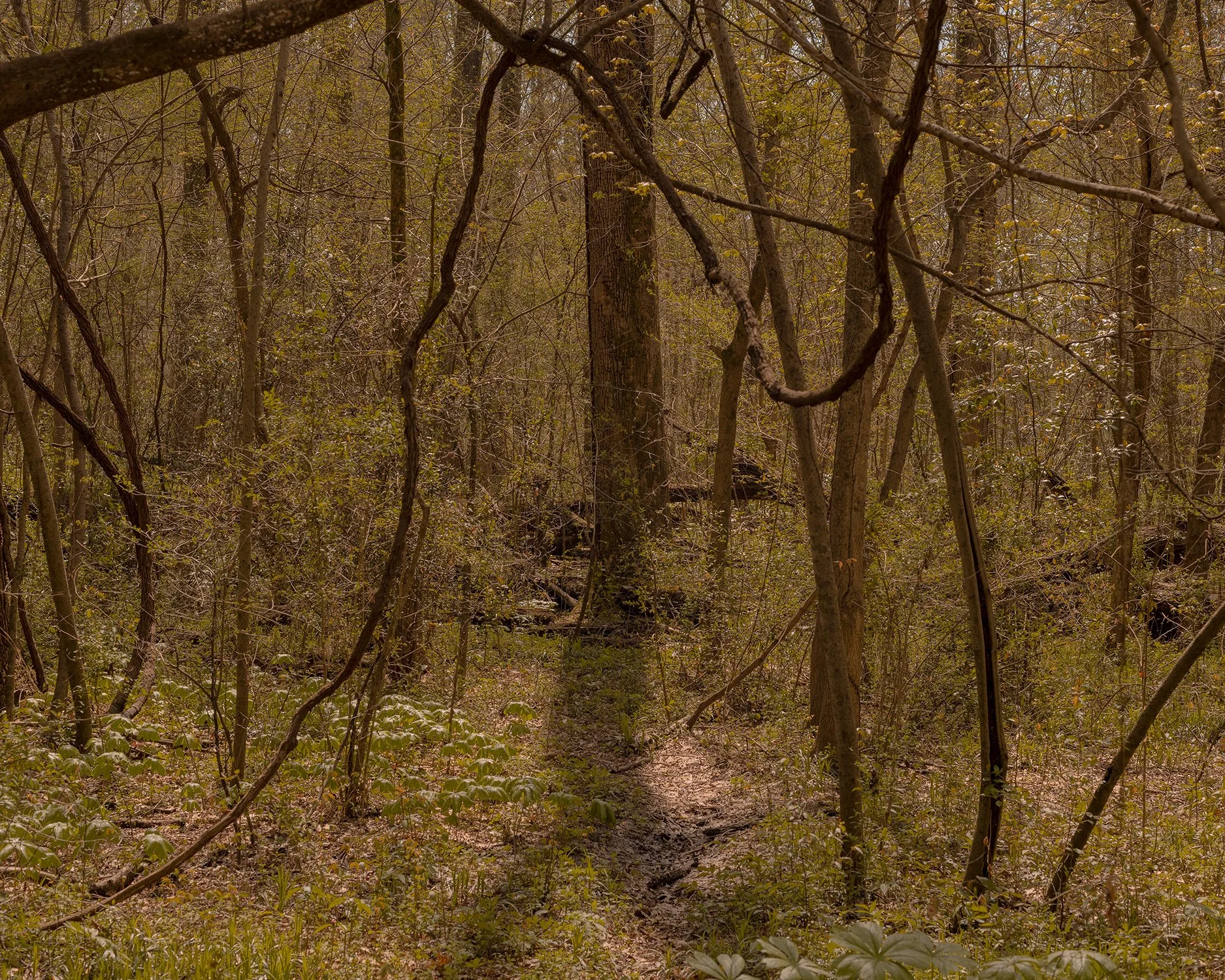Overton Park in Memphis, Tennessee