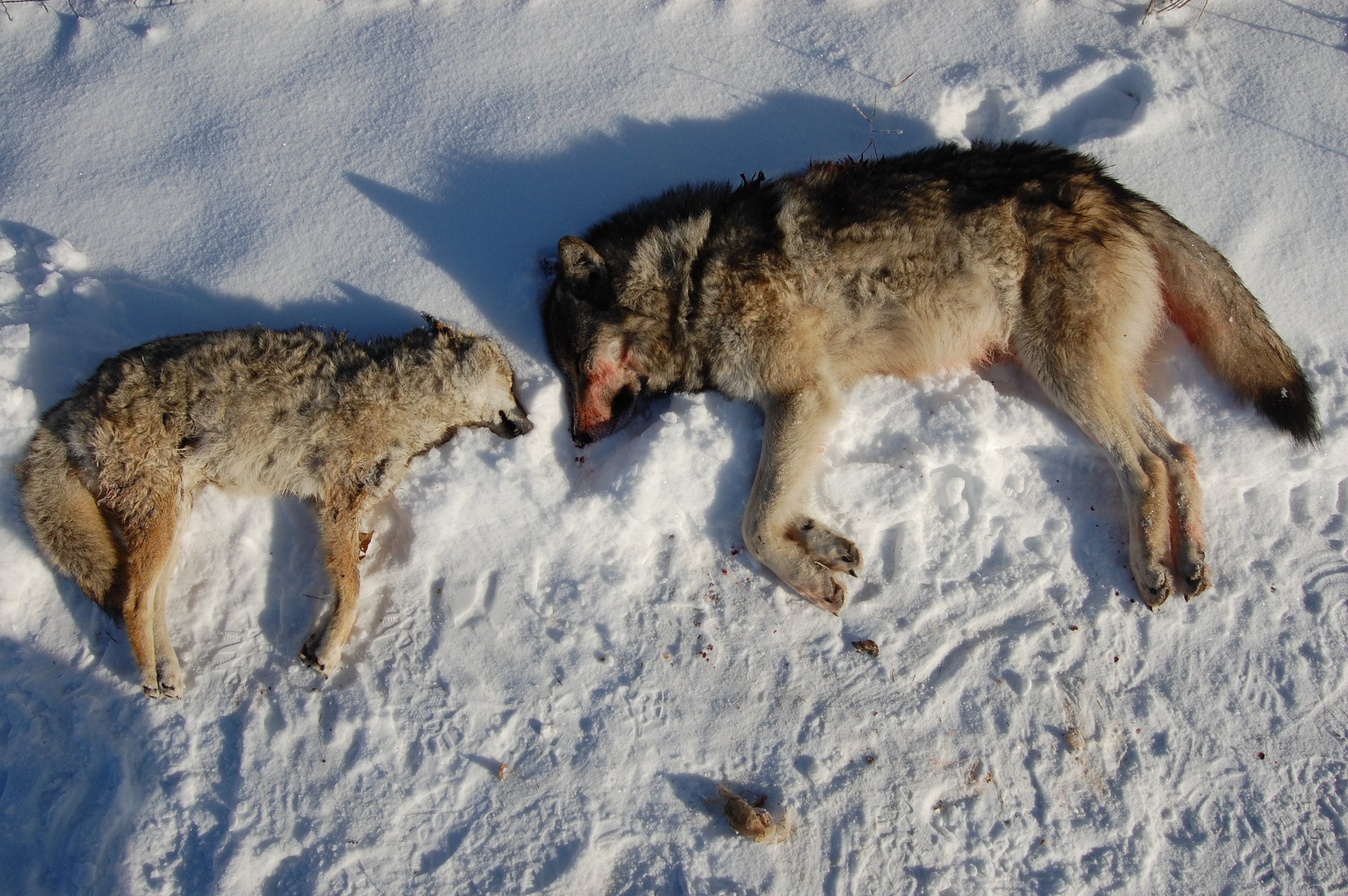 Coyote vs Wolf