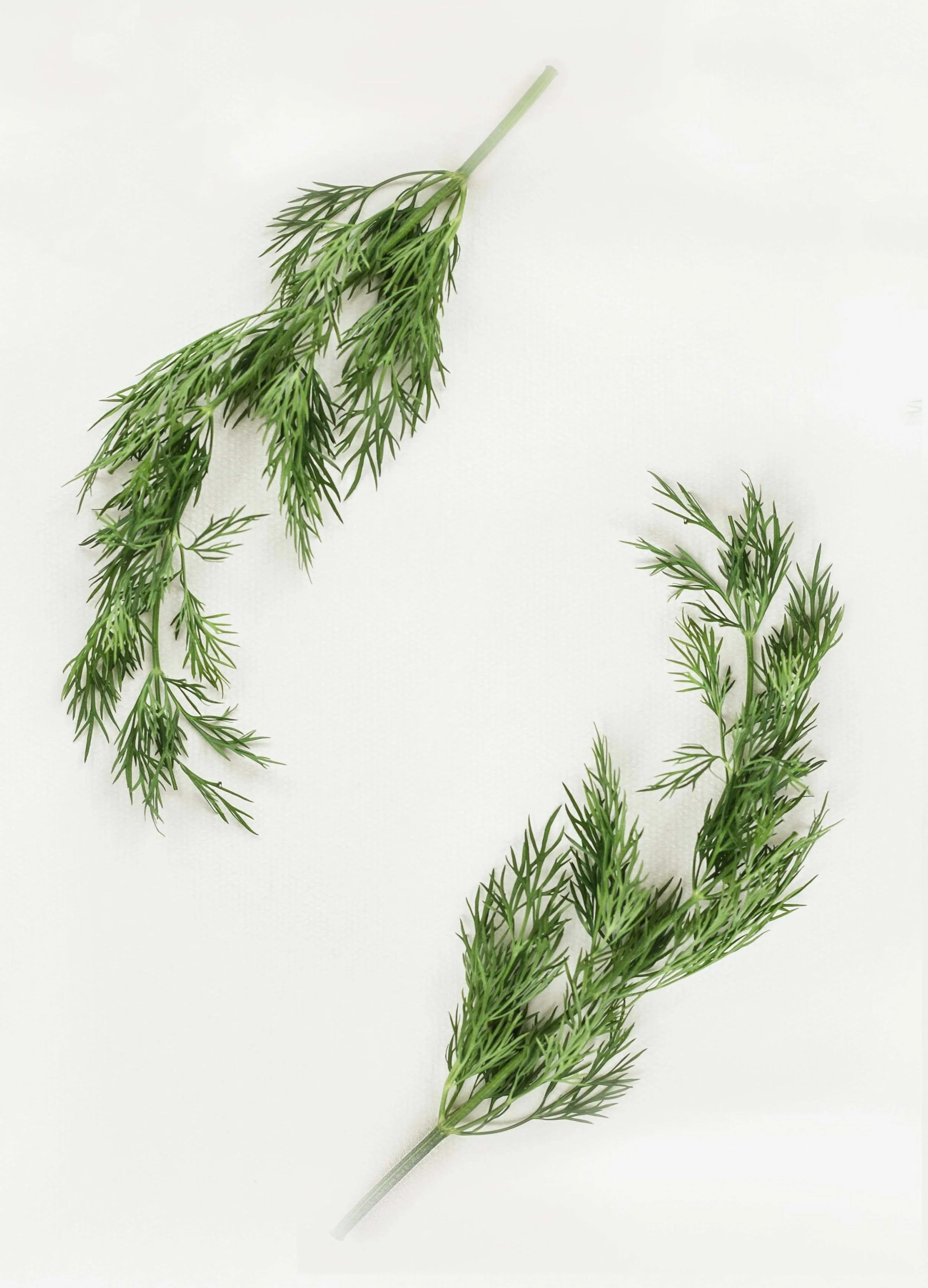Dill