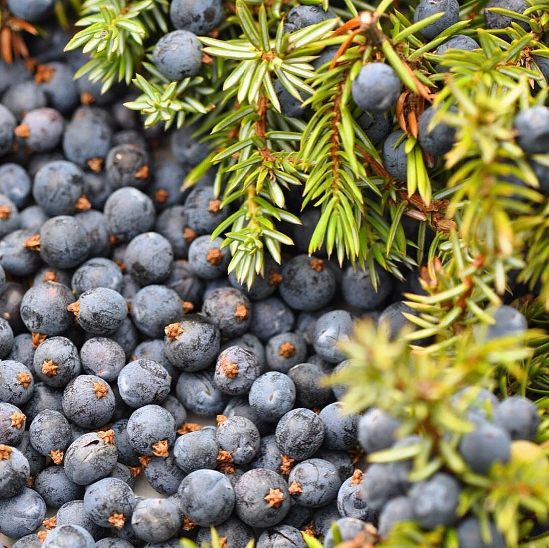 Savu + Sahti from @barrelandbeam both ft botanicals and specialty forest products sourced slowly from our mtn sides. Pretty yummy bubbly brews - try them for yourself. Pretty jazzed for the cbd keg in process 😌+
+
+
+#local #marquette #michigan #far