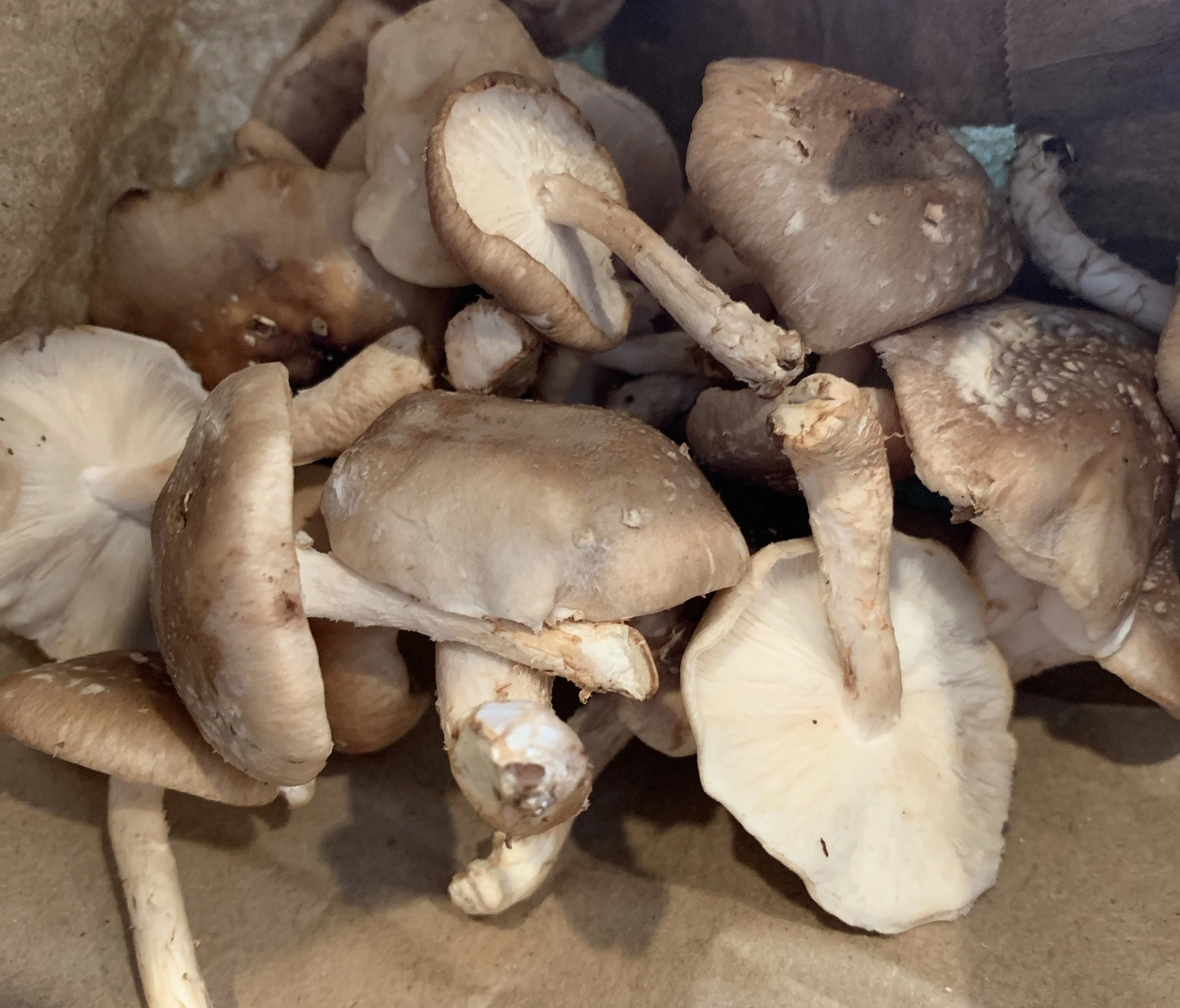 BirdiesBoneBroth_Sparta+Mushrooms.jpg