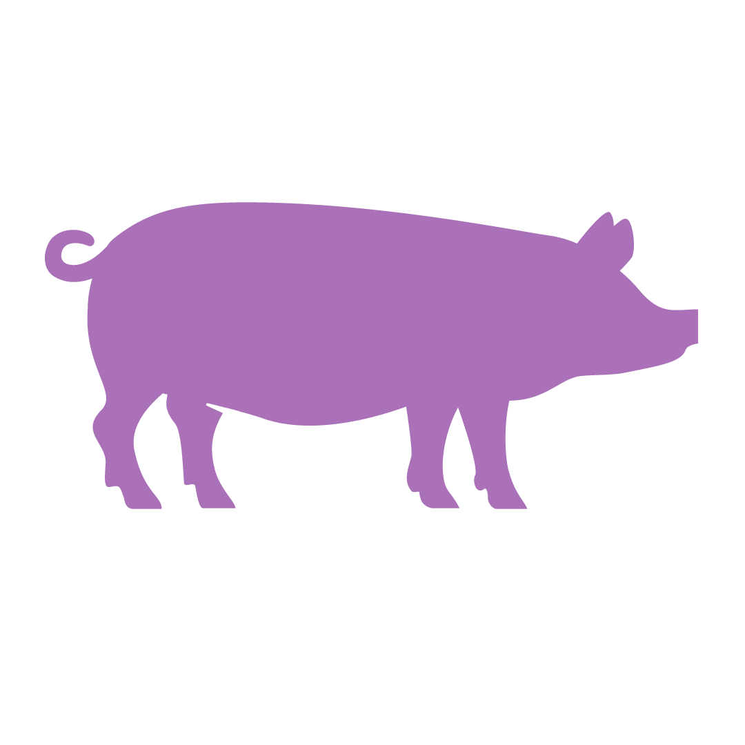 pig.png