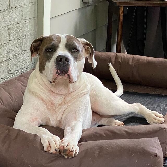 Cinqu&eacute;! Smile, buddy! Always with the resting pit face. #Cinqu&eacute; #pitbullsofinstagram #pitbullsofig #pitbullsofatl #pitbullsofatlanta #restingpitface #mypitbullisfamily #dontbullymybreed #endbsl
