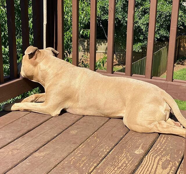 When you gotta stay alert, but your head is big &amp; heavy.  This is my most favorite spot. #prince #princy #handsomeboy #fawnandfine #guarddogonduty #lazyguarddog #mommasboy #pitbullsofinstagram #pitbullsofig #pitbullsofatl #pitbullsofatlanta #mypi