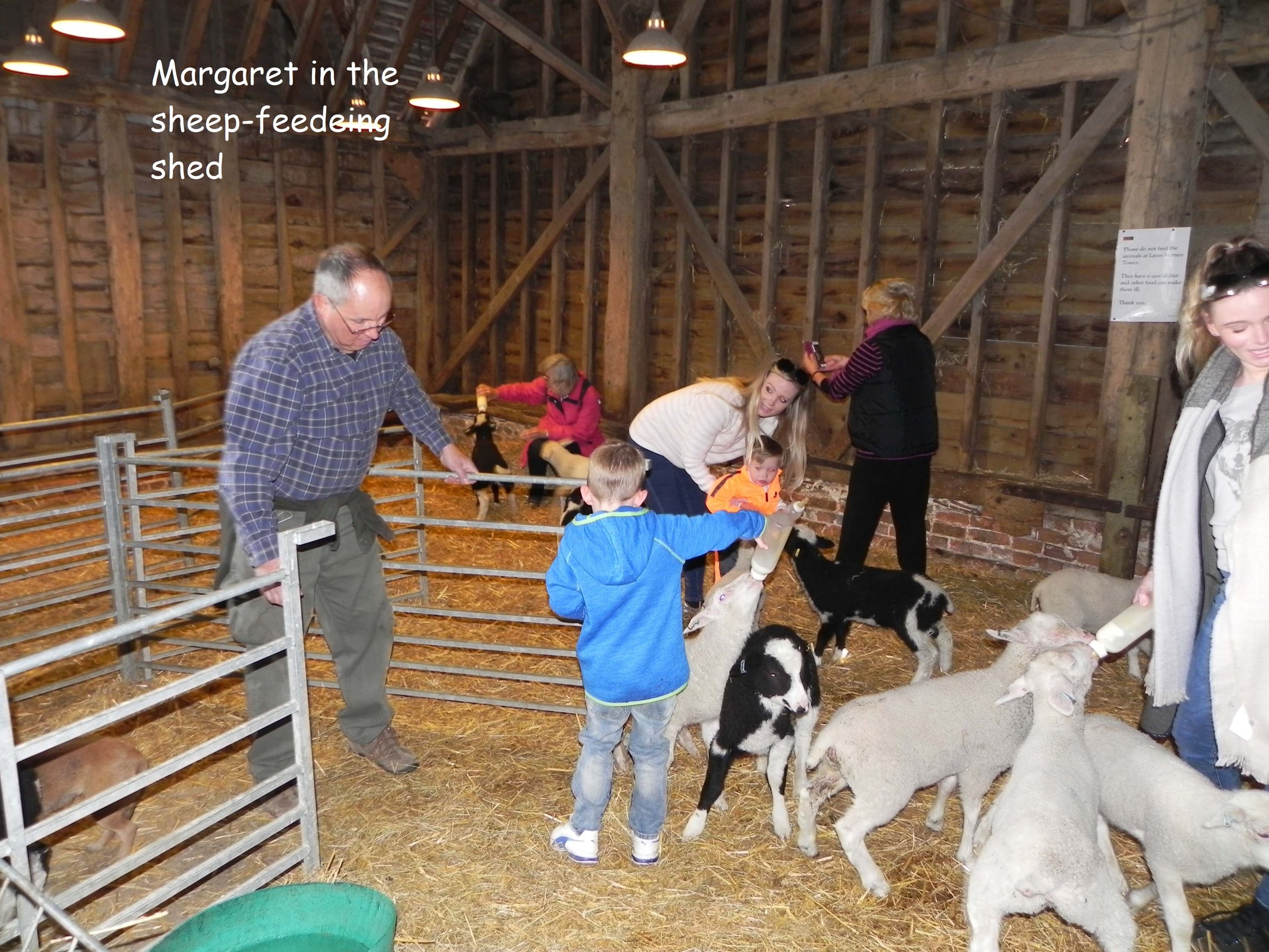 Sheep-feeding shed.jpeg