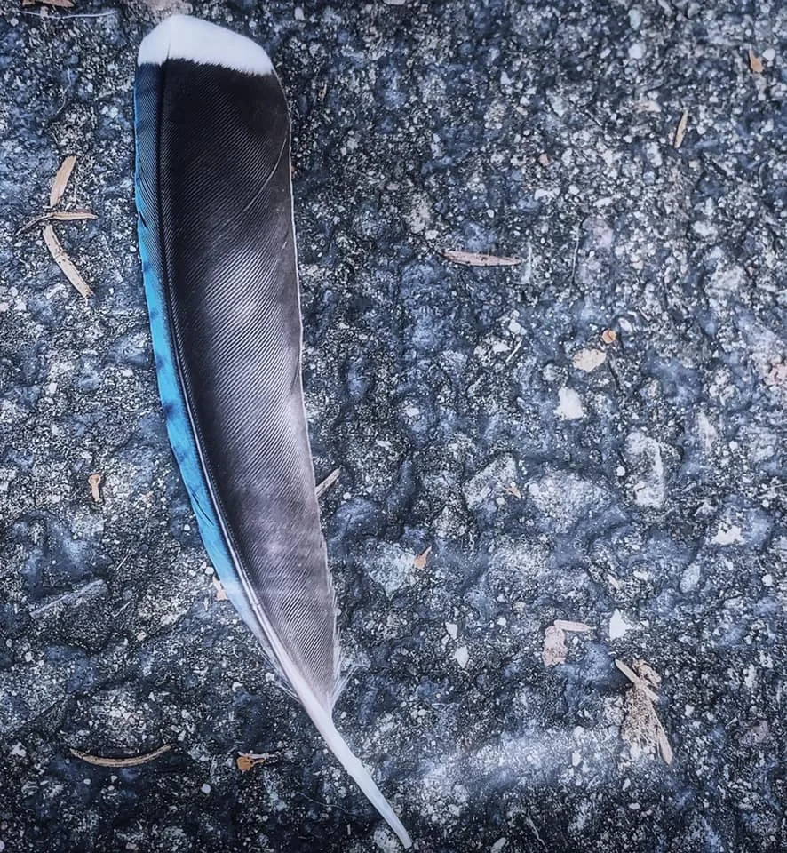 Small-Found-Things-Feather.jpg