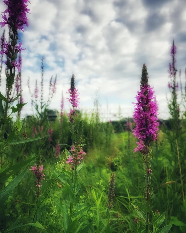 About this morning:   Have you ever regretted  the time you spend listening  to the earth itself singing?  Me neither.