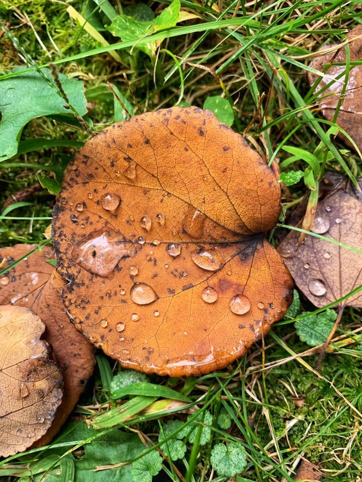 Blog post - Leaves and Rain.jpg