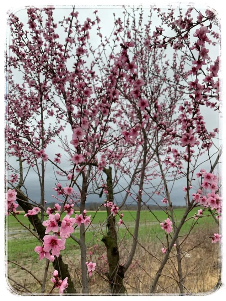 Day 49: Budding Among the Ruins