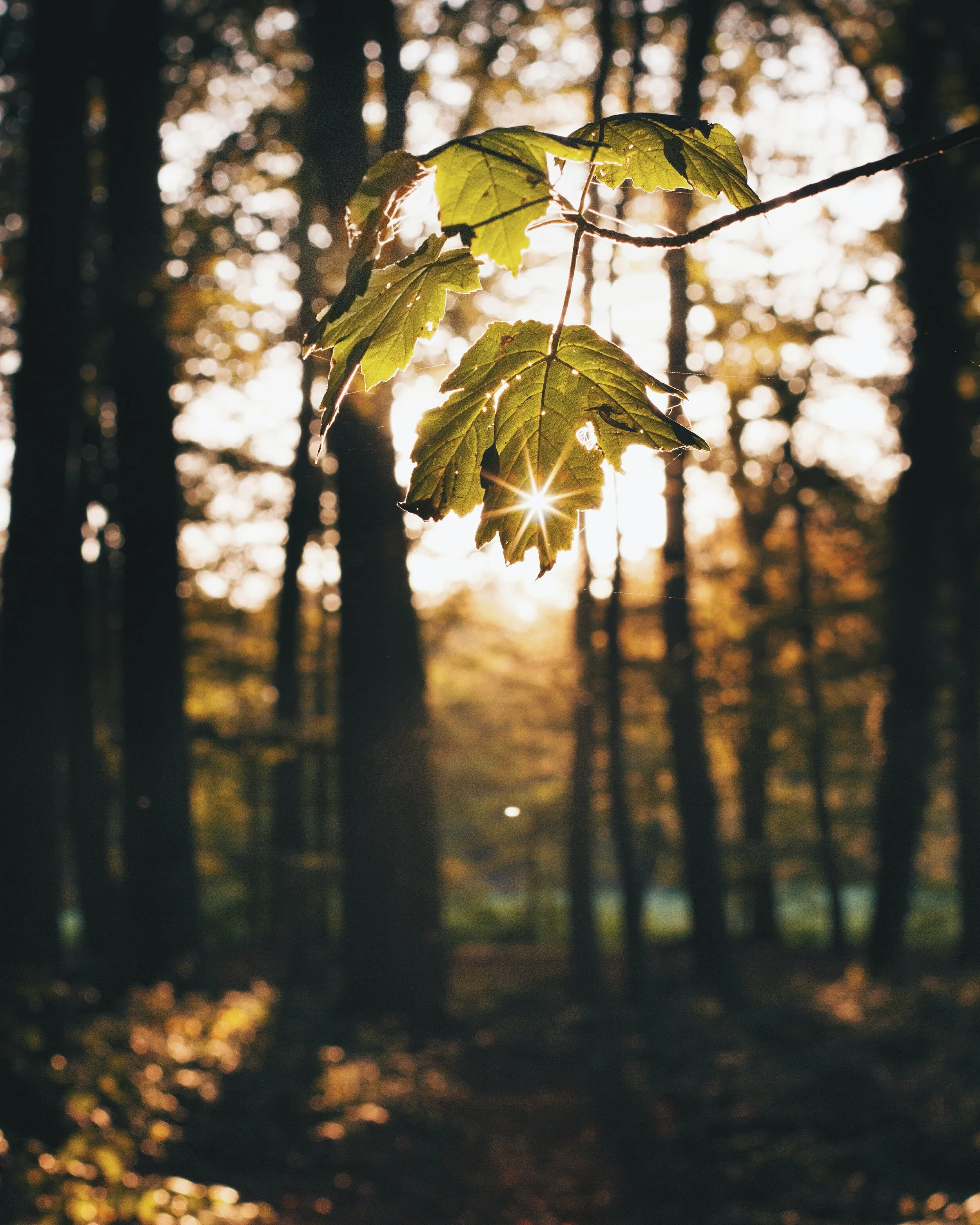 Day After Yom Kippur {a poem}