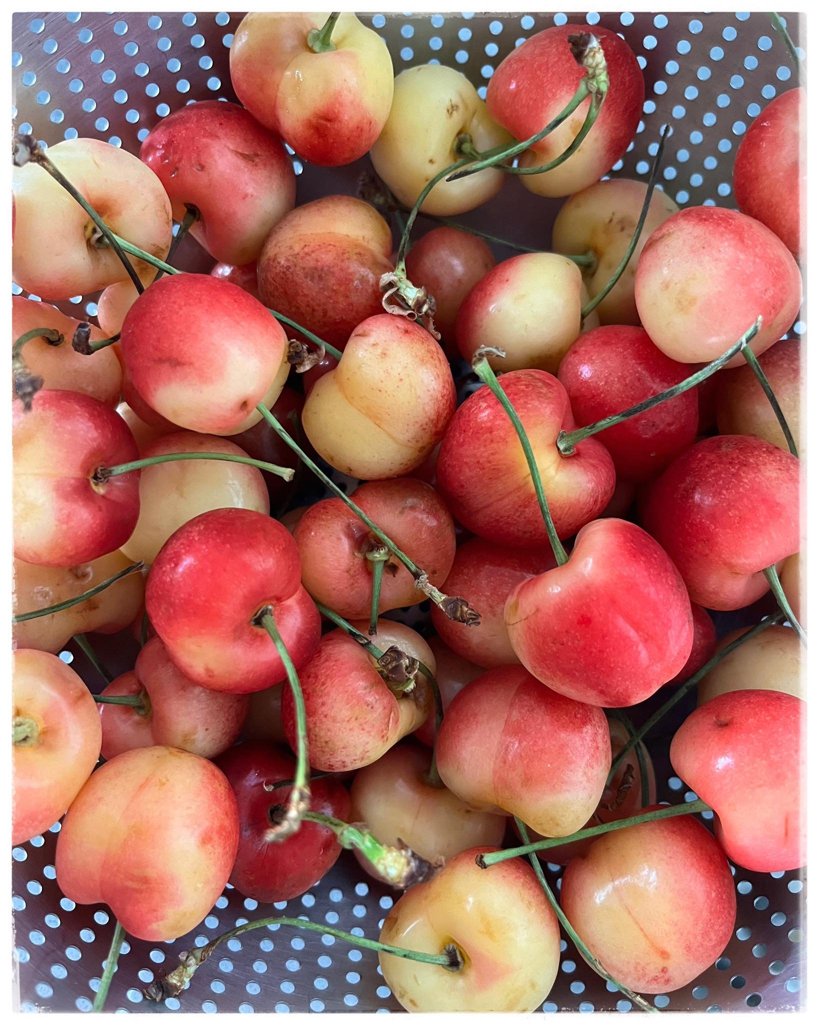 cherries.jpg