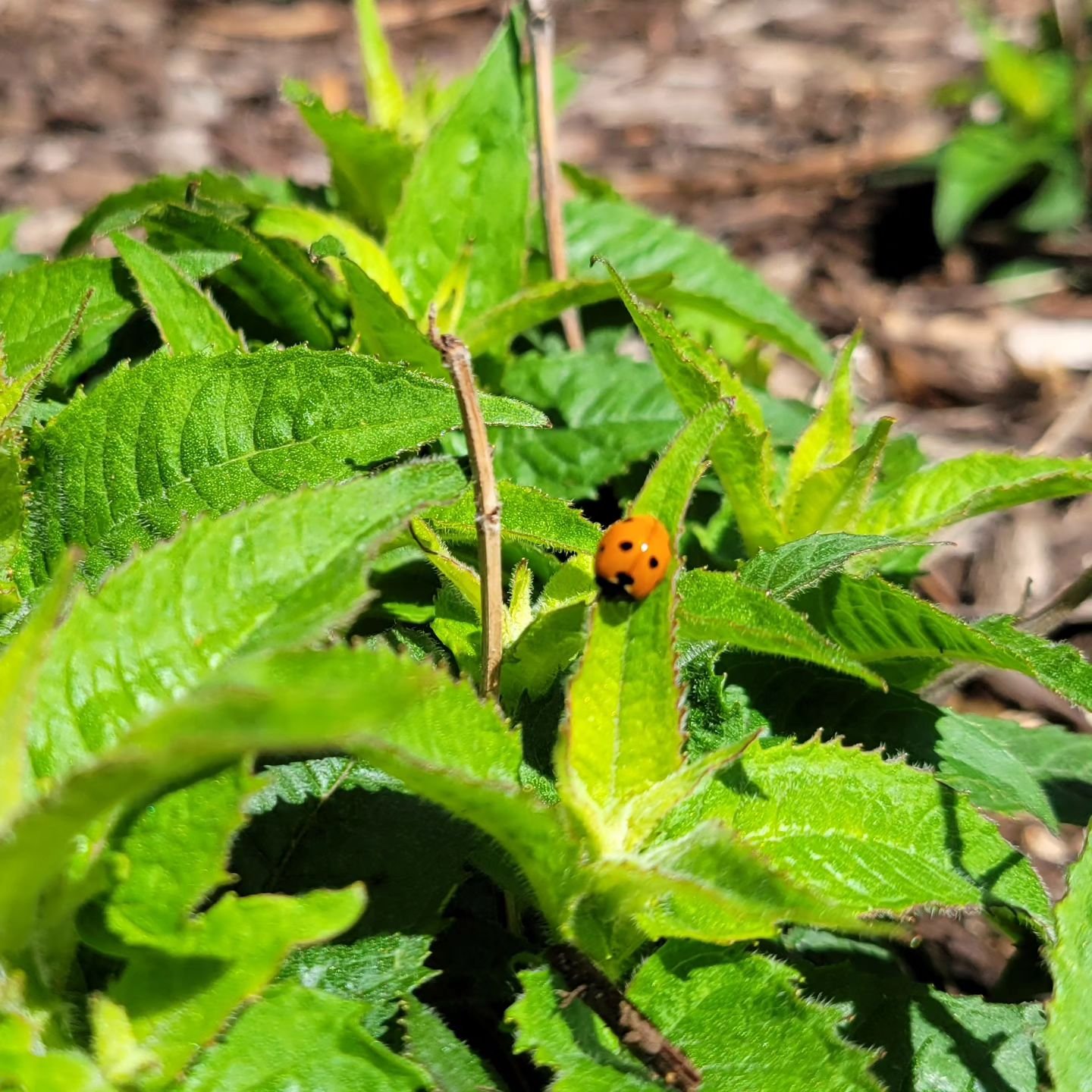 None of my eclipse pictures look good, so here is a ladybug 🐞 taken a few minutes before 99% totality. 

Many thanks to the Moon, Earth, and Sun for this dance - so cool - can't wait for the next one. 

#eclipse #ladybug #garden