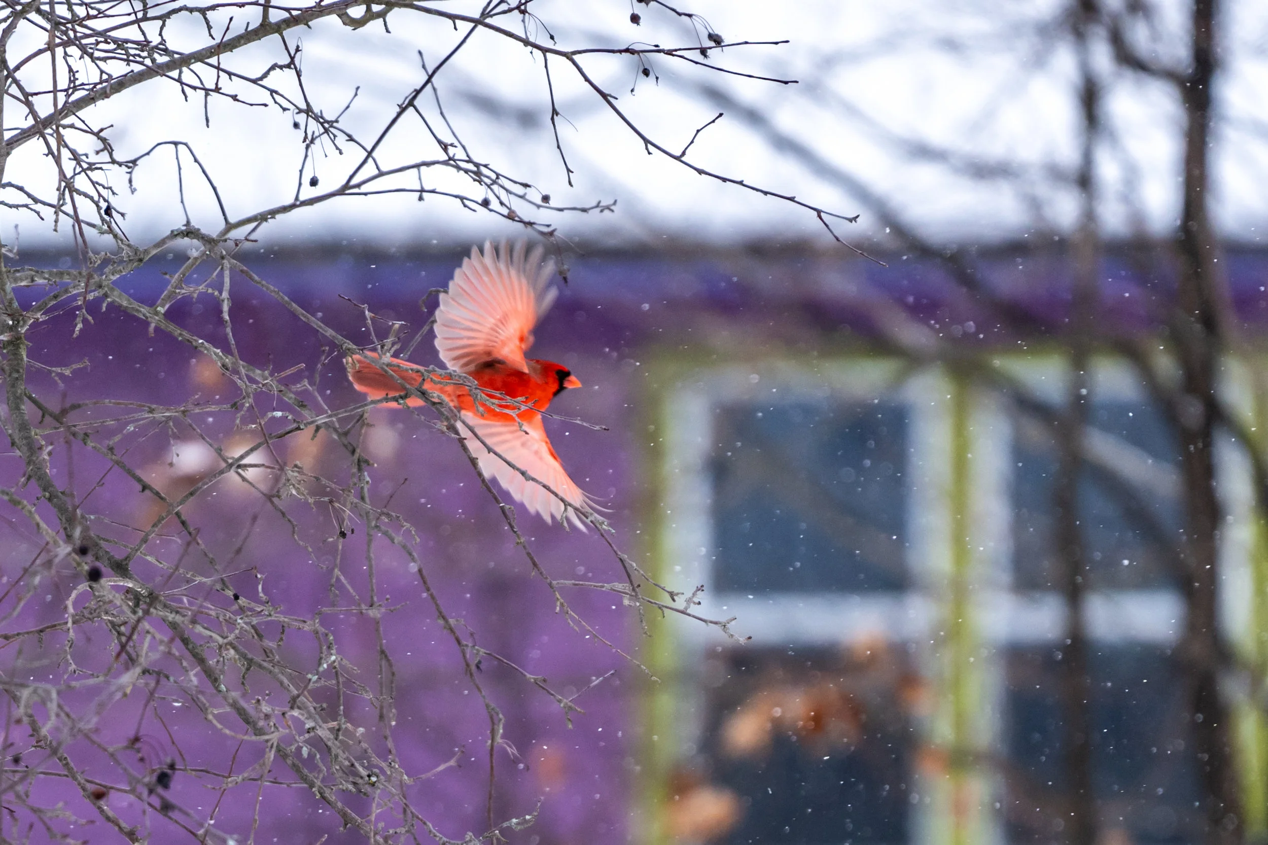 Cardinal pursuit in the snow