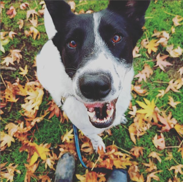 Screen Shot 2019-01-09 at 5.36.49 PM.png