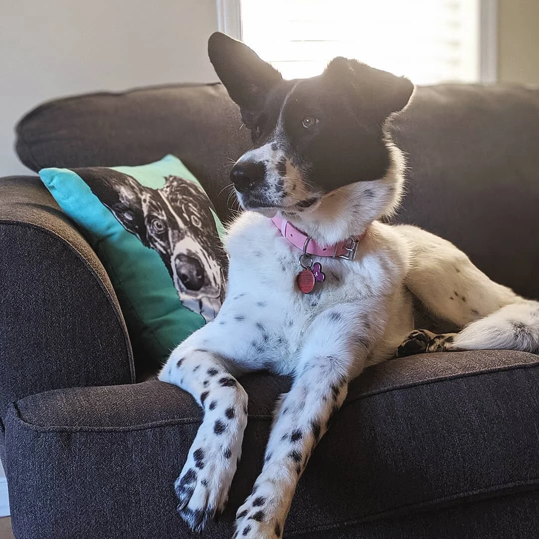 Why yes I have pillows with my dogs face on them 😍
