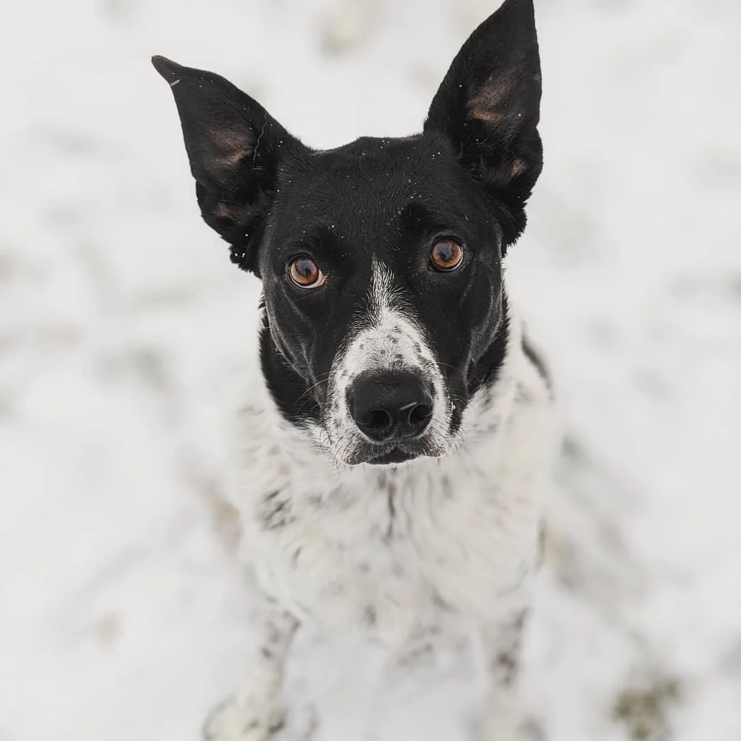 We call her "Batdog" for a reason and that reason is her bat wing like ears 🦇