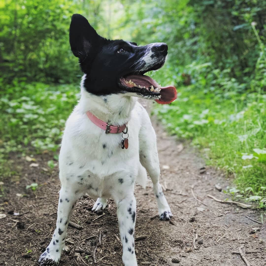 Always scanning the trees for those pesky squirrels! 🐿️