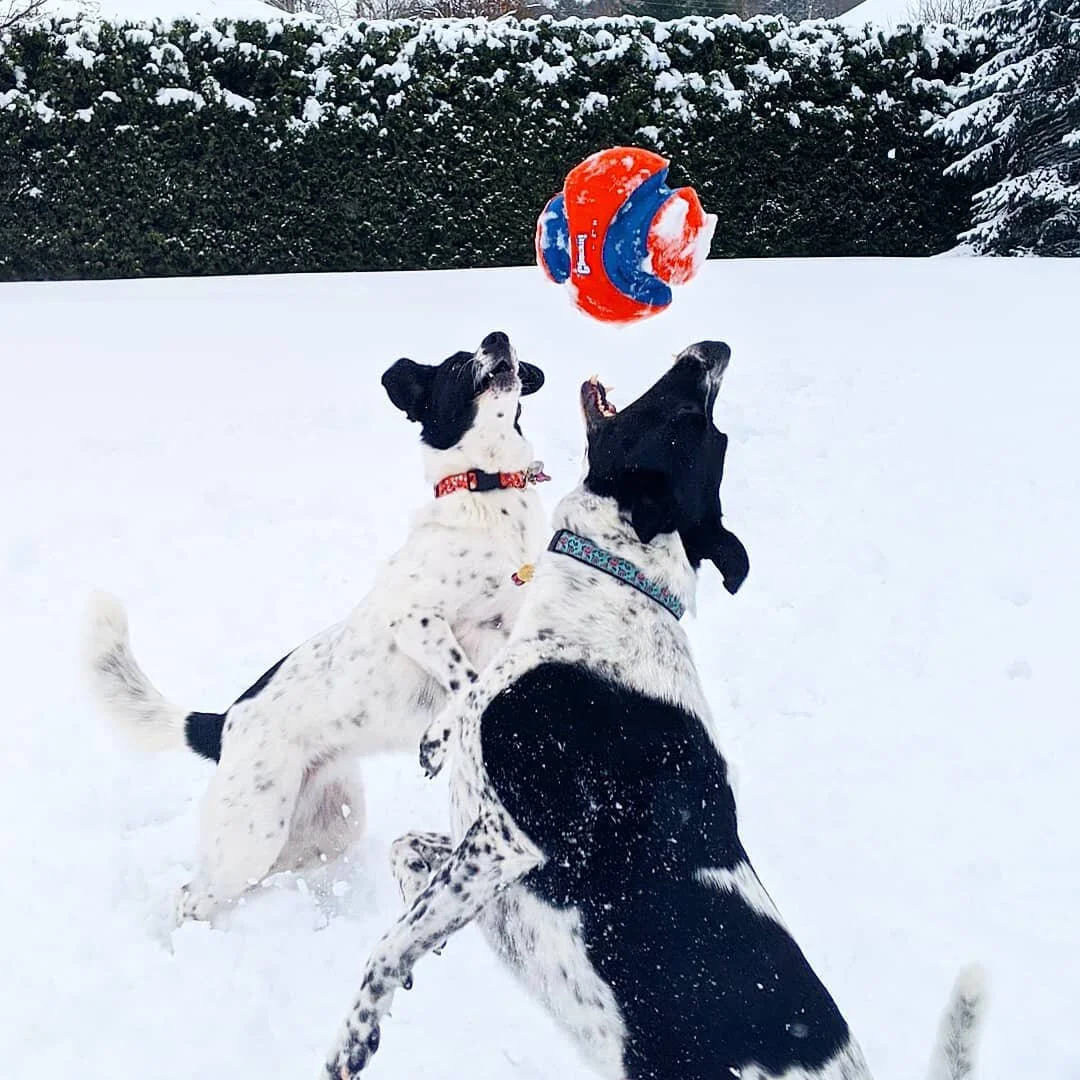 This is only ball drop these two care about ! Happy New Year from Ellie &amp; Sasha! 🎊🎉