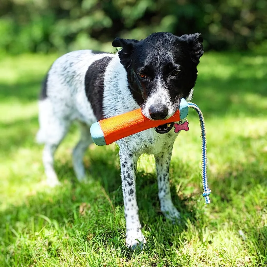 Out for a swim are ya bud?
.
#finallysummer #swimming #dogswim #swimingdog