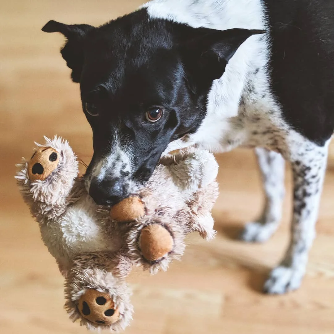 Everyone thinks they have the best dog, and none of them are wrong.

#nationaldogday