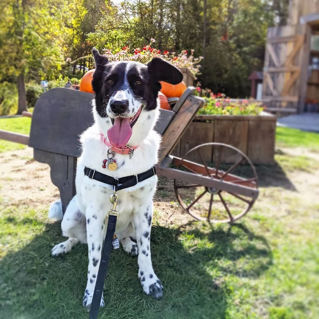 Doin a pose by the punkins 🎃🍂