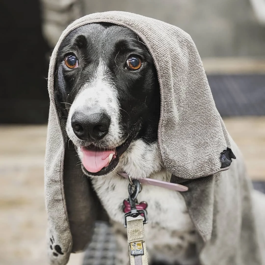The face of a dog that had to endure a bath because she just /had/ to roll in that poop. 🤦
.
.
.
#bathdog #dogbath #petvalu #borador #nastydog #doggiewash #dogwash #bathtime #dogtorture