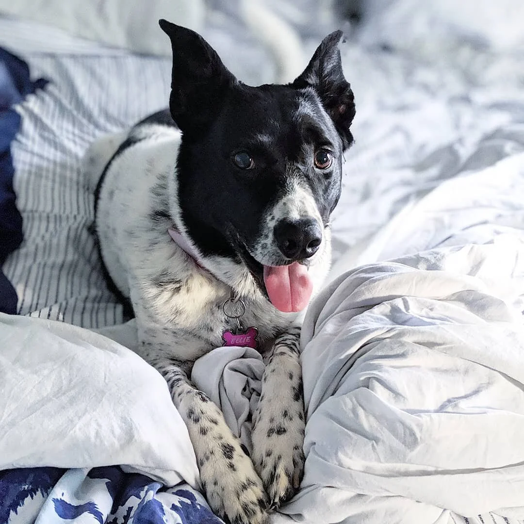 Tomorrow we move into our new house with our first ever BACK YARD. These apartment pups are getting the upgrade of a lifetime and they don't even know it yet! We've always been excellent puppy parents and would take them to the dog park almost daily 