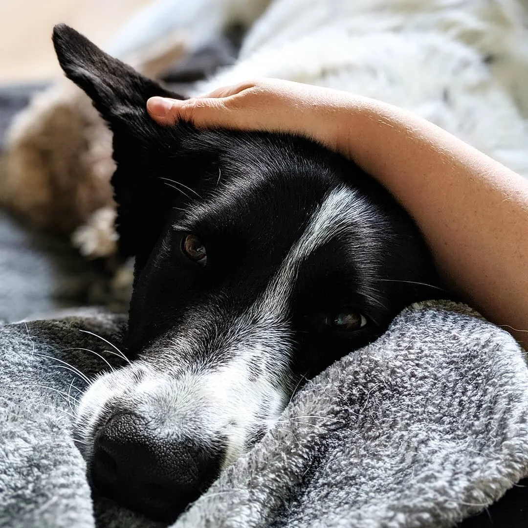 Rainy day cuddles ☔&hearts;️