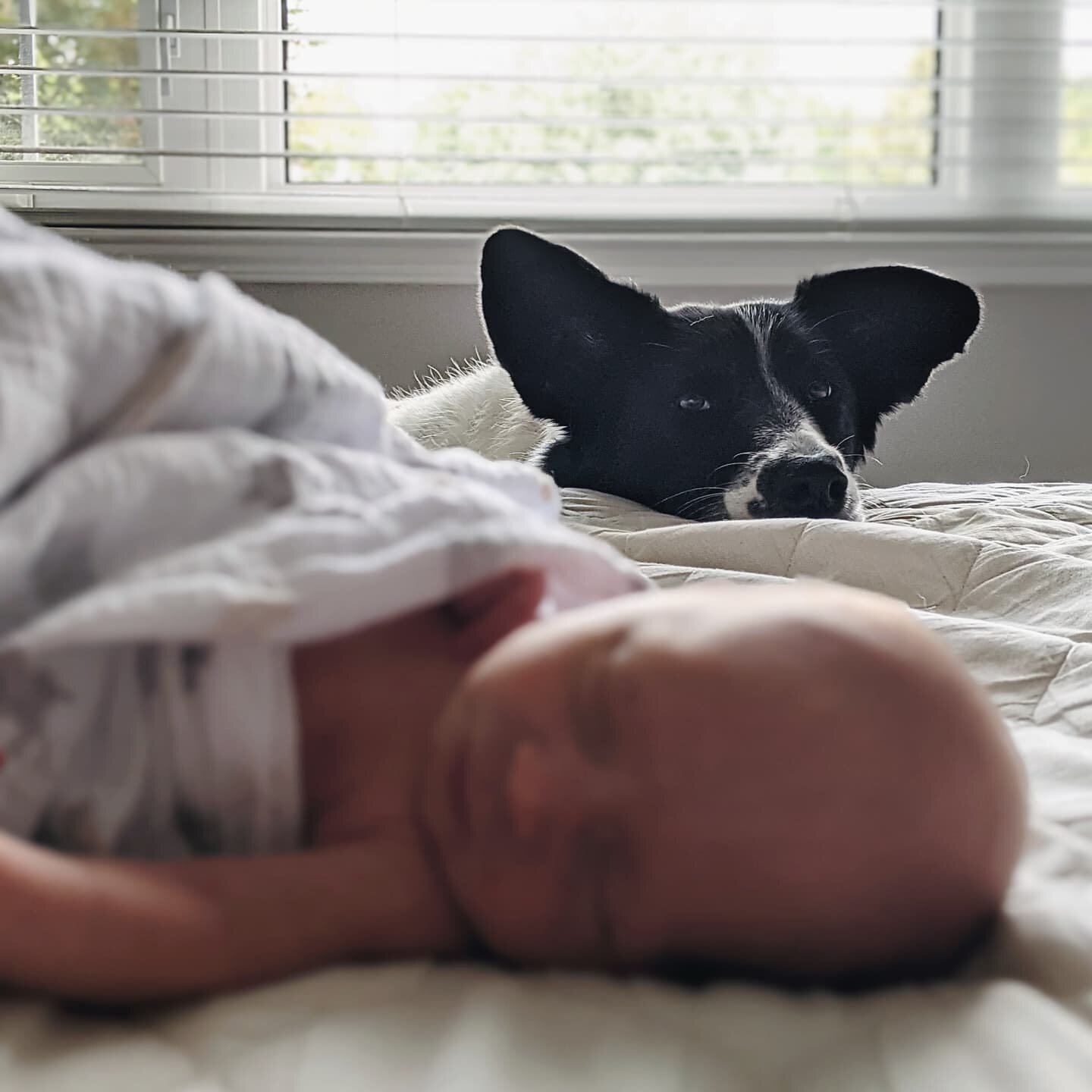 Sasha hasn't been as obssessed with Henrik as Ellie, we think she had some past trauma with babies because she was given up to the rescue we got her from because her previous owners had a baby. It's taken some time and love but I think she's come aro