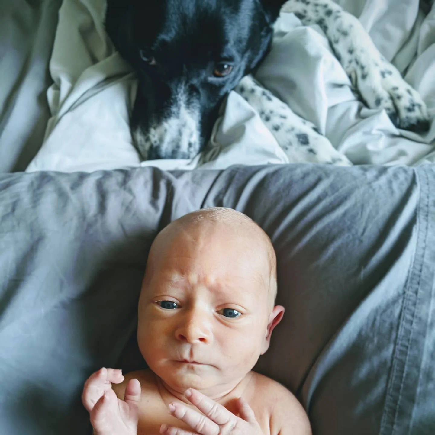 We cannot keep Ellie away from Henrik. She's obsessed. We jokingly call her his second mother. She whines if we don't attend to his fussing fast enough and constantly checks on him in his bassenet. I cannot wait for their backyard adventures together