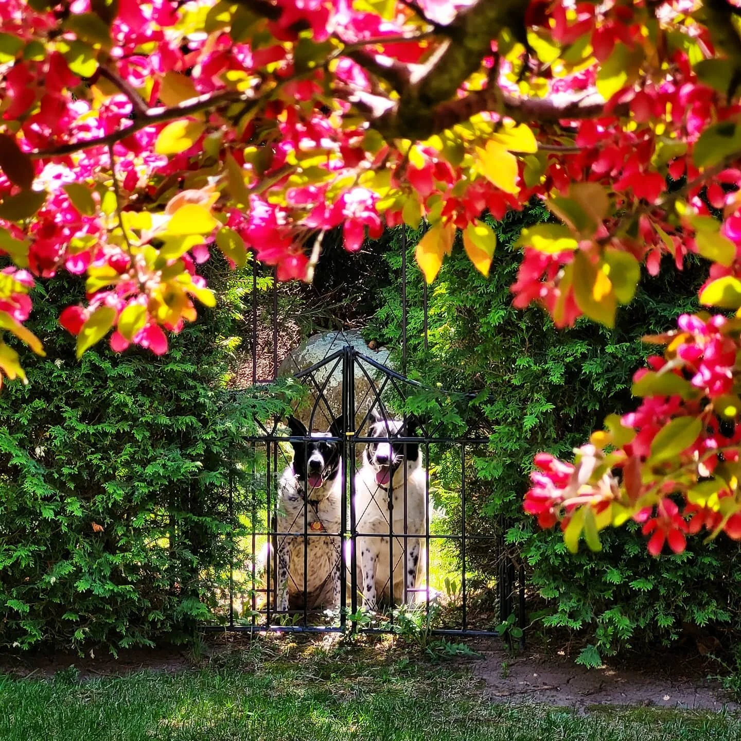 🌷✨ Welcome to the secret garden 🦋🌼
@ellie.and.sasha and our yard looking absolutely magical this spring ❤️