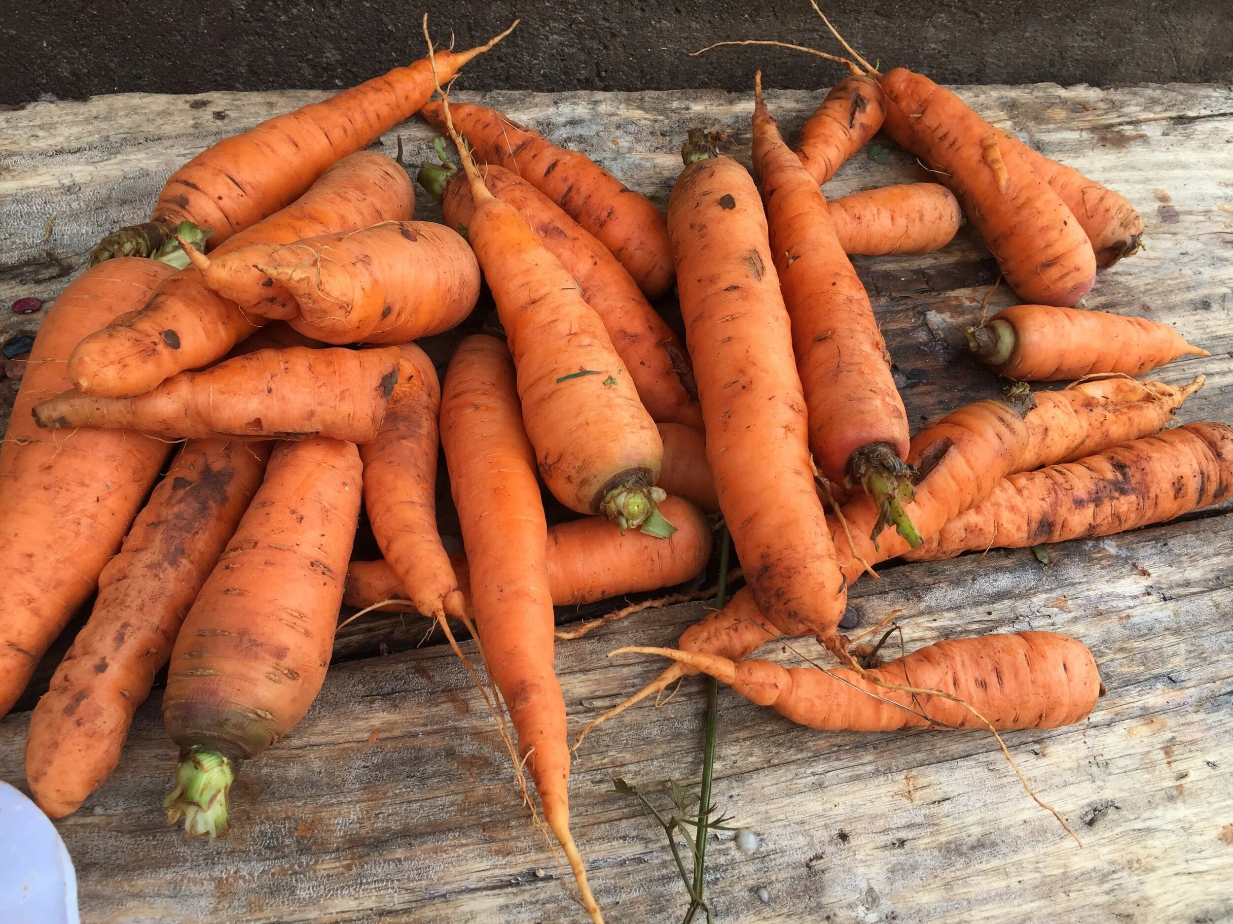 Harvest from our last holiday gardenibg.jpeg