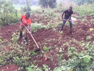 Harvesting sweet potatoes in our garden in Kakiri.jpeg