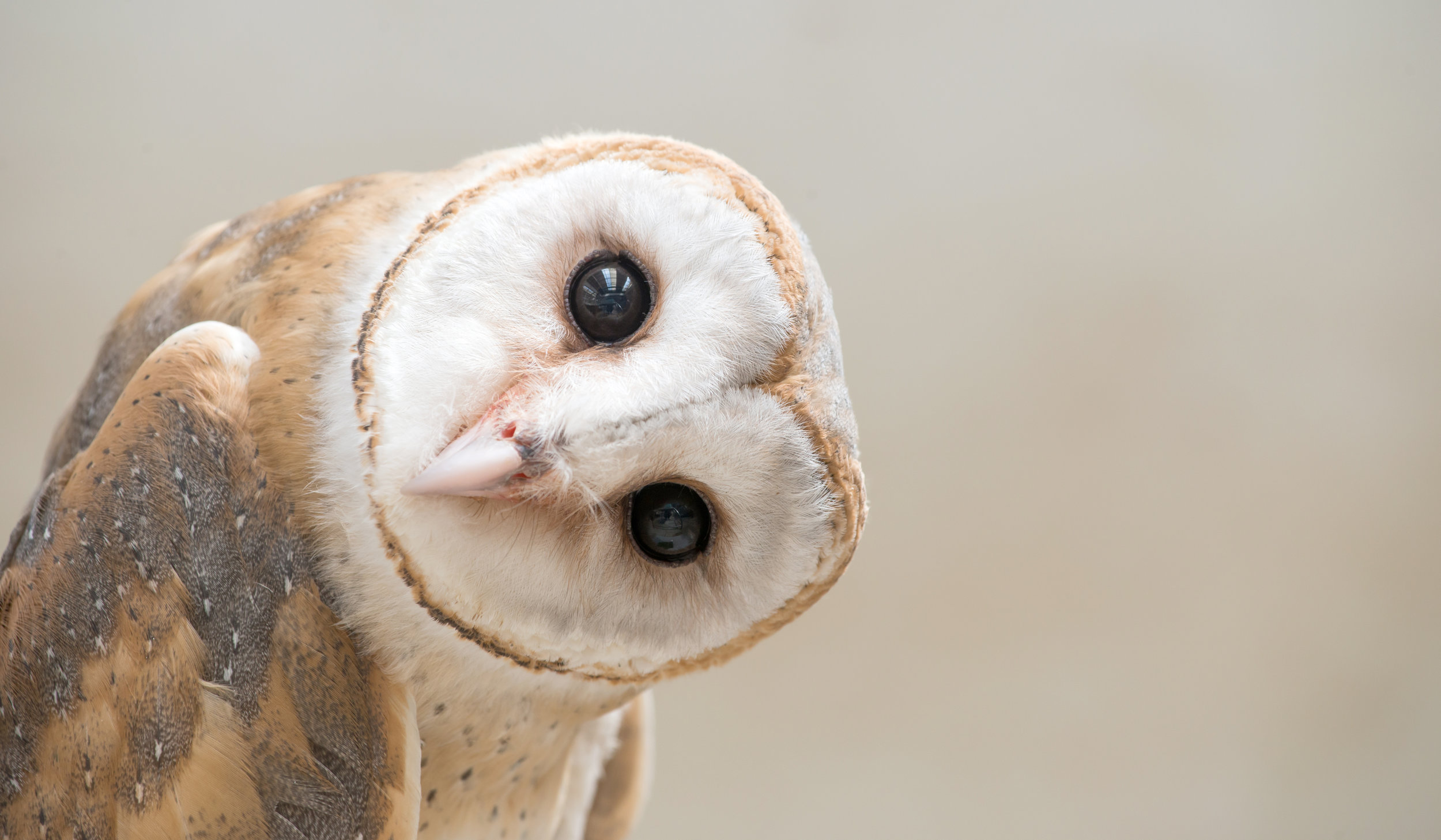 barn owl shutterstock_379547776.jpg