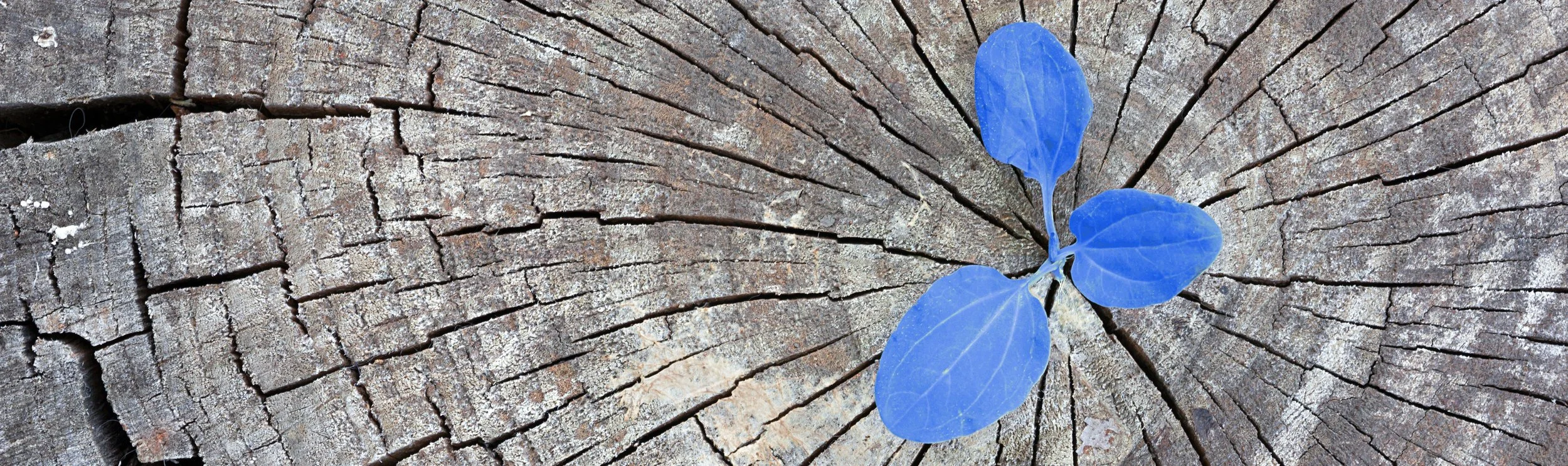 Something Old, Something New, Something Borrowed, Something Blue