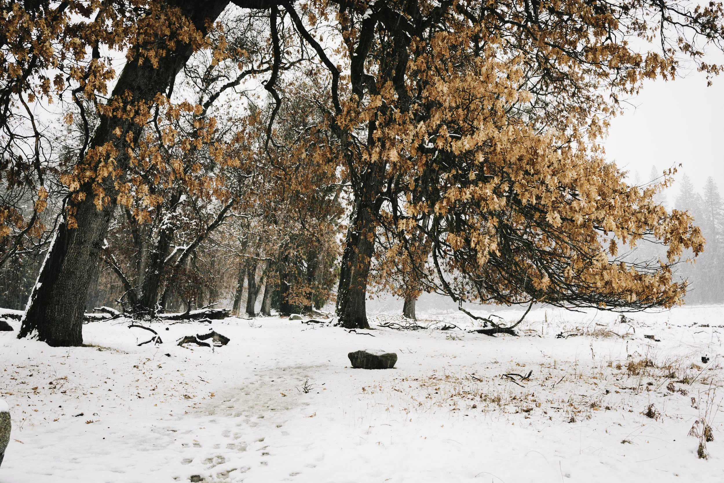 Cook’s Oaks - Shop Prints